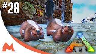 ARK Survival Evolved  BEAVERCASTOROIDES TWINS BREEDING amp 100 IMPRINTING S2E28 [upl. by Ande]