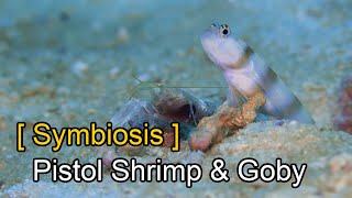 Surprising Facts about Pistol Shrimp and Gobys Symbiotic Relationship  Animal Cooperation [upl. by Frohman718]