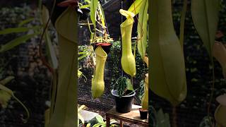 I made a rainforest at home 🌧️💆 nepenthes pitcherplants rainforest [upl. by Echikson548]