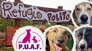 PROTECTORA de ANIMALES 🐶 FELICES PUAF [upl. by Penelopa]