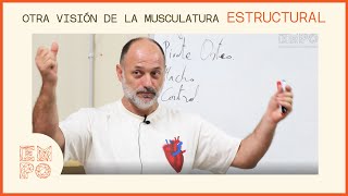 ESTRUCTURAL Otra visión de la musculatura [upl. by Tatman]