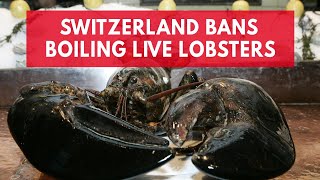 Switzerland bans citizens from boiling lobsters alive [upl. by Boccaj]