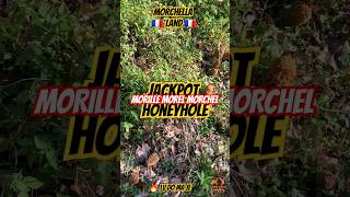 Morchella paradise morille morel morchella mushrooms morchel champignons funghi asmr nature [upl. by Ytsirhc]