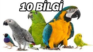 PAPAĞANLAR HAKKINDA BİLİNMESİ GEREKEN 10 BİLGİ [upl. by Elyrad]