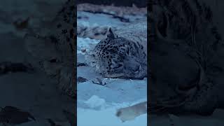 A snow leopards nose warms the cold air before it reaches its lungs 🤍 Animals Shorts SnowLeopard [upl. by Shulamith]