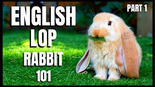 English Lop Rabbit 101 Part 1 [upl. by Assirialc]