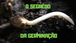 O segredo pós germinação O que fazer depois que germinou [upl. by Orvie]