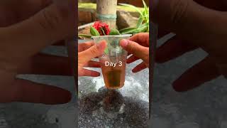 Propagate rose plants with aloe vera shorts rose aloevera [upl. by Dyrrej]