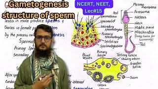 Gametogenesis  structure of sperm  NCERT  NEET  class 12 [upl. by Udele847]