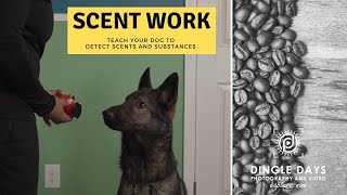 How to Train Your Dog for AKC Scent Work K9 Nose Work [upl. by Siravart]