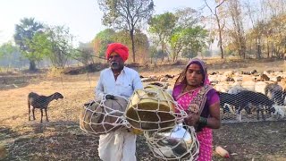 सकाळीसकाळी नवीन शेतात वाडा बदलून दिवसभराच्या कामासाठी सज्य 😊👍  dhangari jivan  sidu hake [upl. by Thetis]