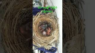 BirdsNest at My Home birds nest best naturelovers nature amma song trending shorts viral [upl. by Anier]