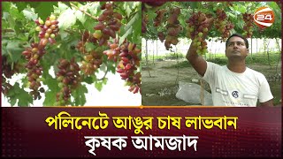 পলিনেটে আঙুর চাষে নাটোরে পথ দেখাচ্ছেন আমজাদ  Cultivation of grapes in Paulinet  Natore Channel 24 [upl. by Cynth]