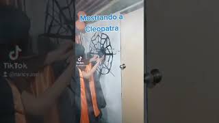 Mostrando a witsi araña halloween party funny [upl. by Harobed]