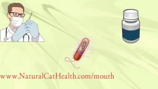 How To Treat Stomatitis In Cats  Permanently Naturally Economically [upl. by Ahcila226]