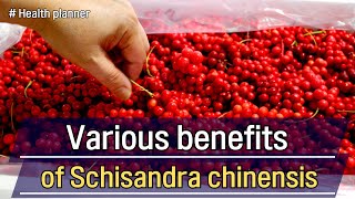 Various benefits of Schisandra chinensis on our body [upl. by Salhcin301]