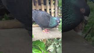 Pink ang kulay ng mata ni batman pigeon shortvideos minivlog [upl. by Adnawyt]