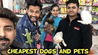 CHEAPEST DOGS  Sanjhalika Vlog [upl. by Behlau]