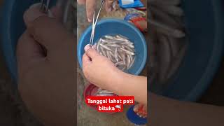 Tanggal lahat Bituka  Hasang fish shorts shortvideo ytshort highlights [upl. by Drarreg]