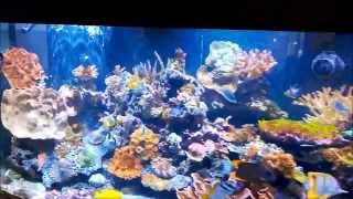 Skimmerless 175 Gallon Reef running a Fluval 406 Canister Filter [upl. by Noivad]