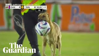 Mexican football match halted by pitchinvading dog that steals the ball [upl. by Nolat375]