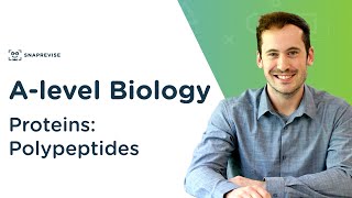 Proteins Polypeptides  Alevel Biology  OCR AQA Edexcel [upl. by Mcdonald]