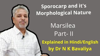 Sporocarp and its Morphological Nature of Marsilea by Dr N K Bavaliya Principal Govt Science College [upl. by Ennoid]