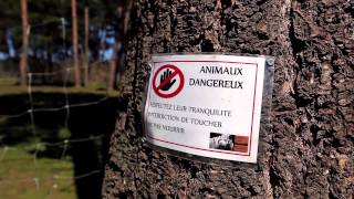 Incroyable sauvetage danimaux sauvages au zoo du Bouy [upl. by Oigaib905]