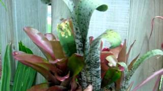 Quesnelia bromeliads explained [upl. by Laeira]