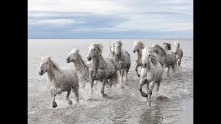 National Geographic Documentary  Horses  Amazing Story about this wonderful creature [upl. by Asinet]