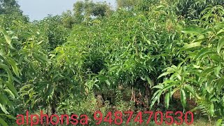 alphonsa kesar sendoora and all mango plants available to call 9487470530 [upl. by Llezo]