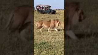 Big Serengeti lions malelion lion shorts animals Serengeti viral [upl. by Zerla264]