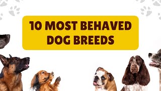 Find Your Perfect Pup Top 10 Best Behaved Dog Breeds 2024 [upl. by Dnalel]