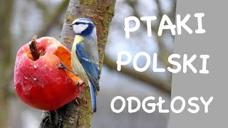 Co to za ptak  Odgłosy ptaków  Ptaki Polski [upl. by Finny620]