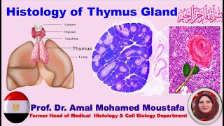 Histology of Thymus Gland prof Dr Amal Mohamed Moustafa [upl. by Eissalc]