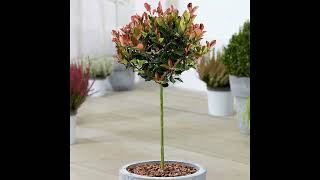 Photinia Little Red Robin indoor and outdoor plant [upl. by Vasileior309]