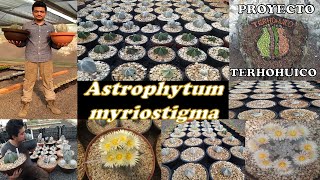 Astrophytum myriostigma Producción y conservación en el Proyecto Terhohuico [upl. by Ecirpac864]