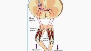 KAS İĞCİĞİ VE GOLGİ TENDON REFLEKSİ [upl. by Haida253]