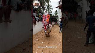 jallikattu dj chandrababusongs telugu tdpsongs trend remix cm [upl. by Packston]