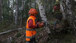 CFPPA Pamiers  Chantier Bûcheronnage [upl. by Hubing]