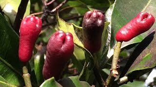 clove fruits and seeds Syzygium aromaticum [upl. by Kemppe808]