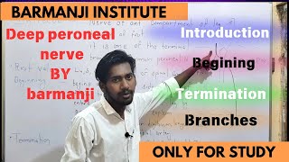 Deep peroneal nerve  introduction  root value  beginning  course  termination  branches [upl. by Kurland]