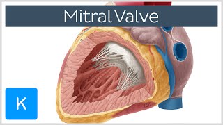 Mitral Valve  Anatomy Function amp Area  Human Anatomy  Kenhub [upl. by Ecnaled]