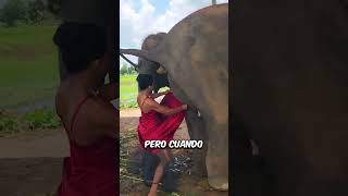 ¡Este elefante hizo rica a esta mujer 🐘😱💸 [upl. by Newby]