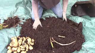 Kennebec Potato Harvest  Grown In 10 Gallon Grow Bag [upl. by Allimak33]