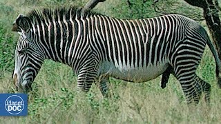 Zebras and Giraffes Samburu National Reserve [upl. by Nooj264]