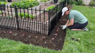 Planting summer annuals sowing seed and moving perennials [upl. by Itram]