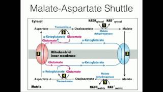 MalateAspartate Shuttle Mitochondrial NADH Transport [upl. by Alexandria209]