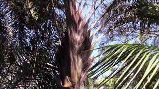 Dypsis Palms in my collection [upl. by Cressida]