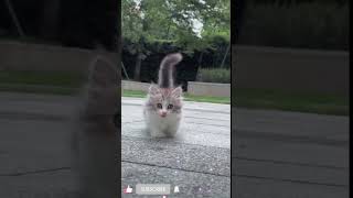 hay Allah meri mummy kahan Chali gai cat catlover funny viral trending cutecat shorts pets [upl. by Asenab]